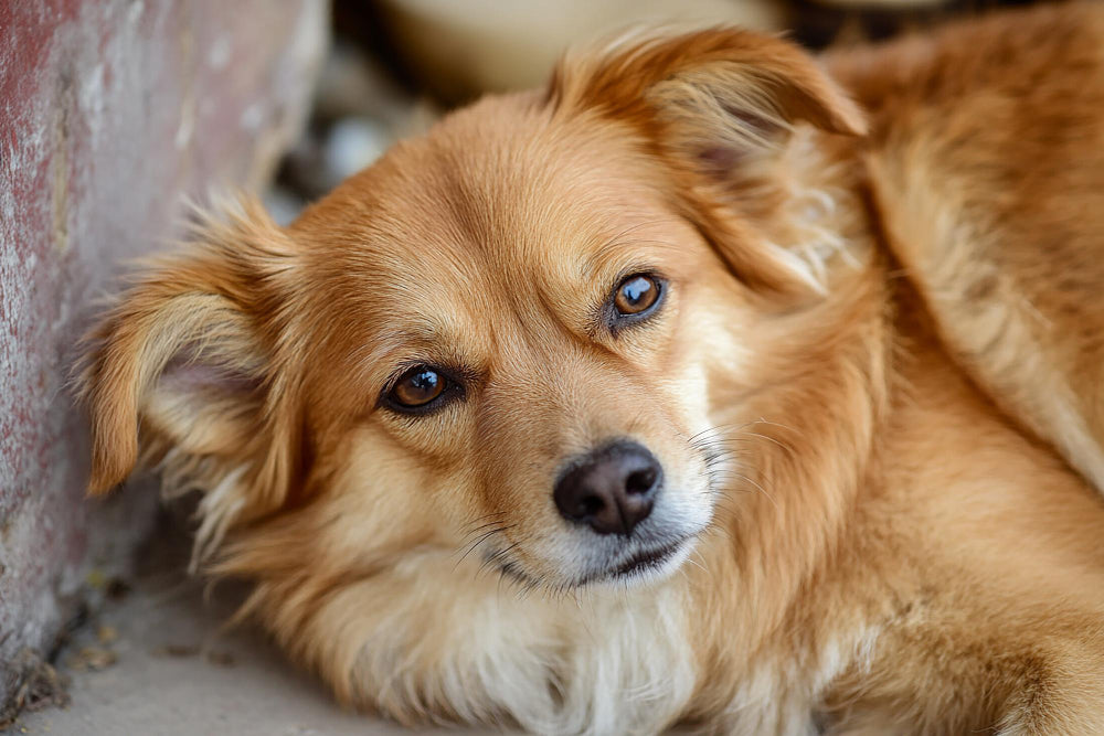 elfbar nachfüll pod läuft aus Avis et commentaires de Huile de CBD pour Chien - CBD pour Animaux main image 1
