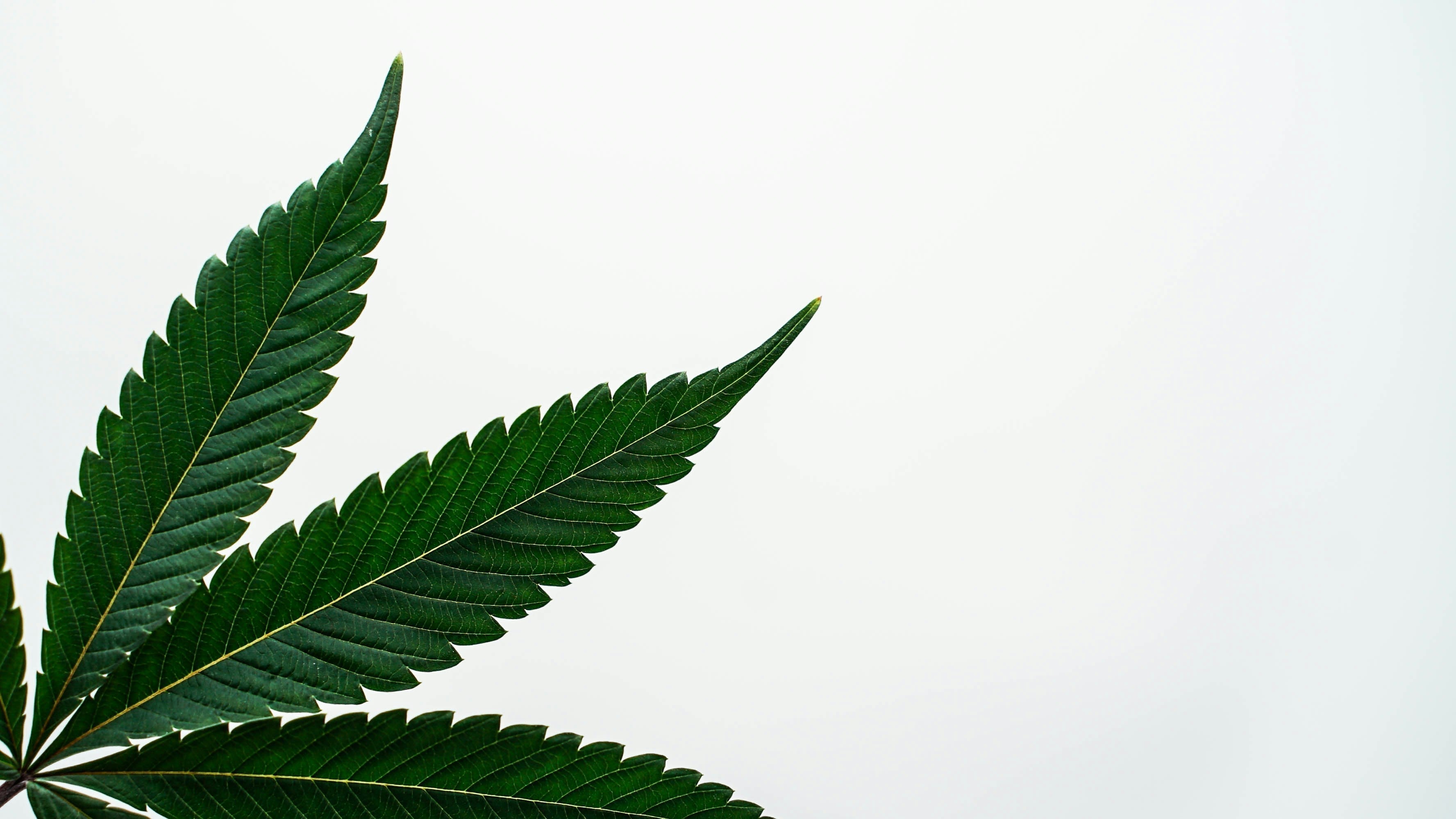 CBD : Conseils pour les débutants - Bien démarrer avec le cannabidiol - Mon Petit Herbier