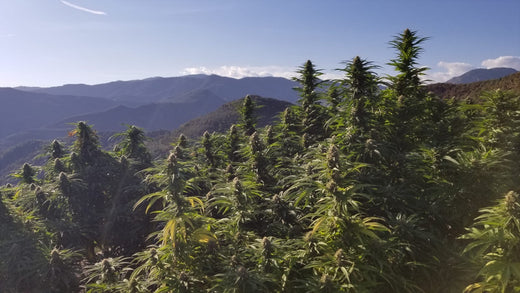 Champ CBD - Michele, producteur visionnaire de fleurs CBD - Mon Petit Herbier