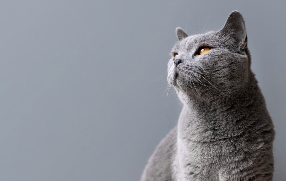 Donner de l'huile de CBD à votre chat - Mon Petit Herbier