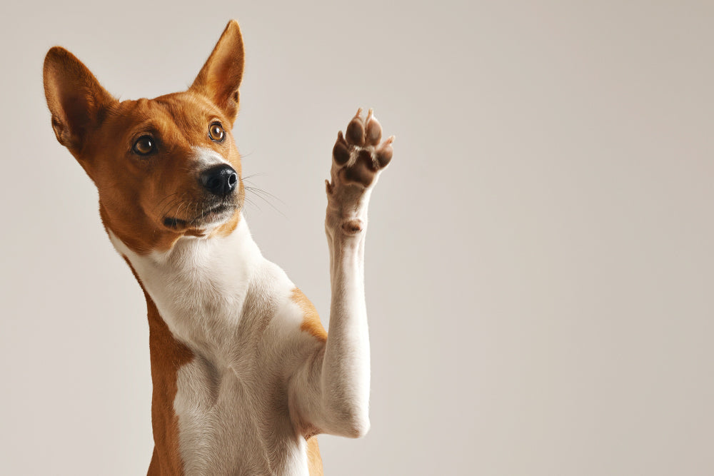 Du CBD pour vos animaux : quel est le bon dosage ? - Mon Petit Herbier