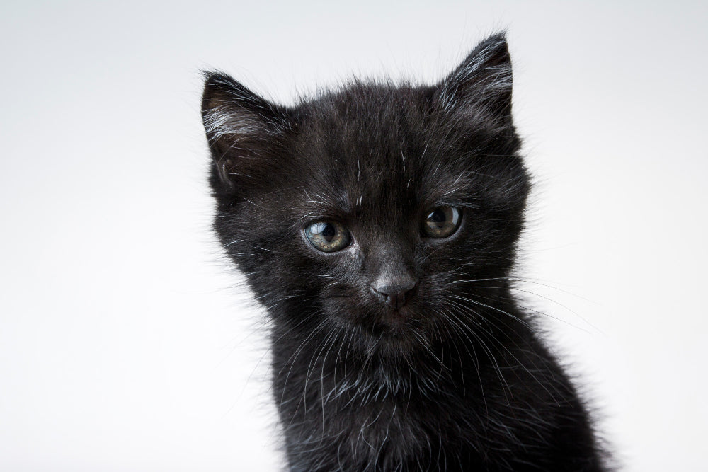 Le temps d'action du CBD chez le chat - Mon Petit Herbier