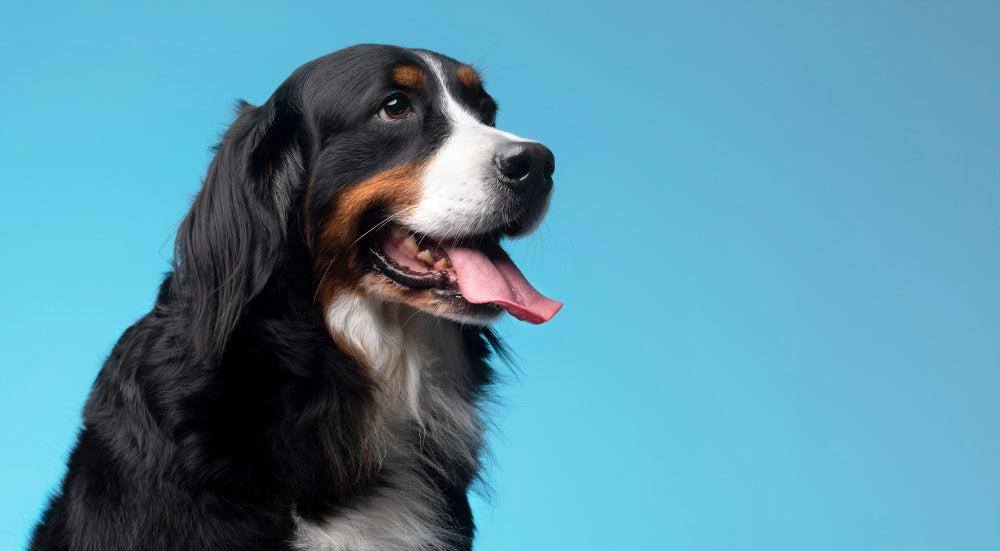 Le temps d'action du CBD chez le chien - Mon Petit Herbier