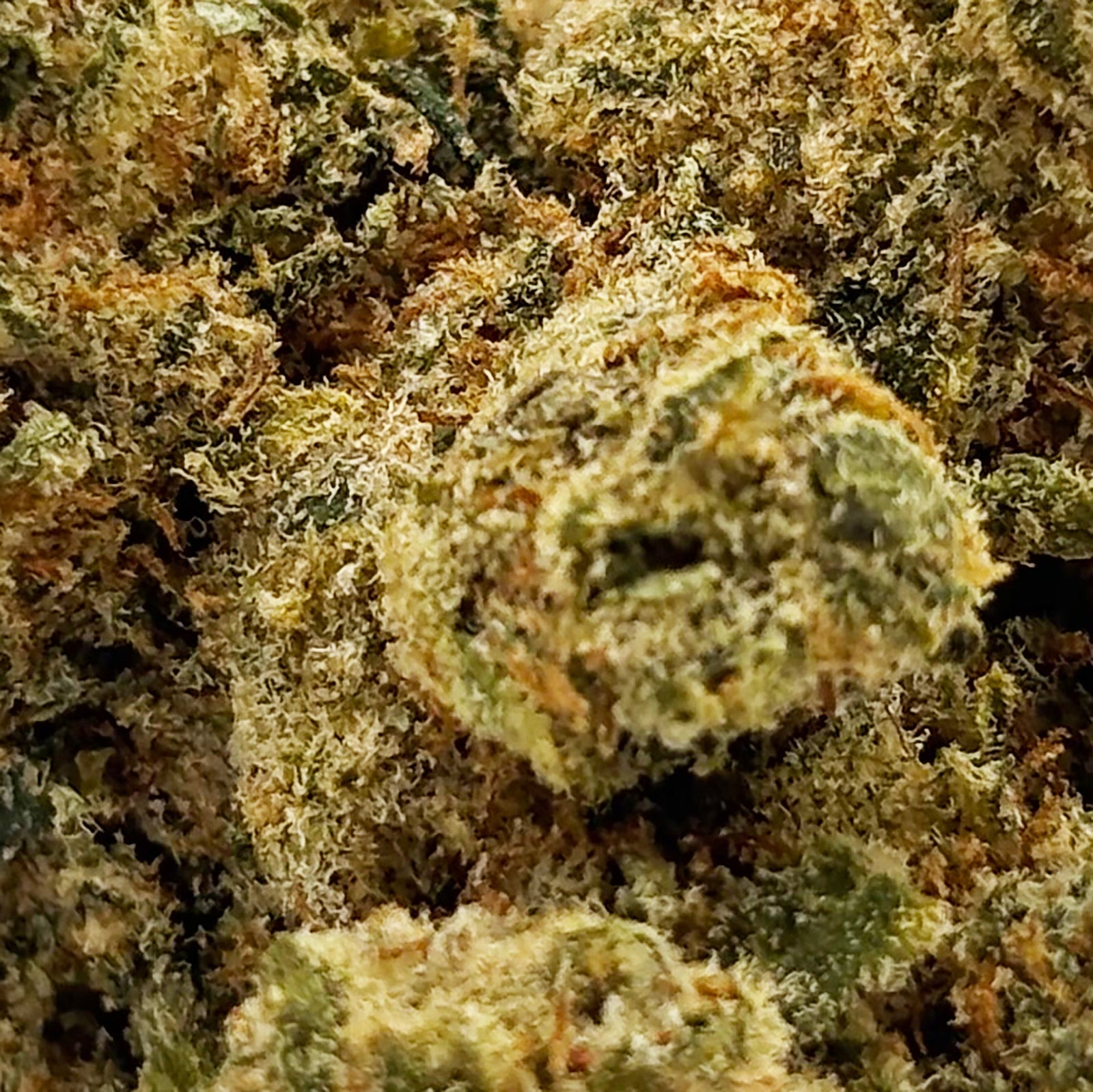 Fleurs de CBD : guide complet pour tout savoir - Mon Petit Herbier