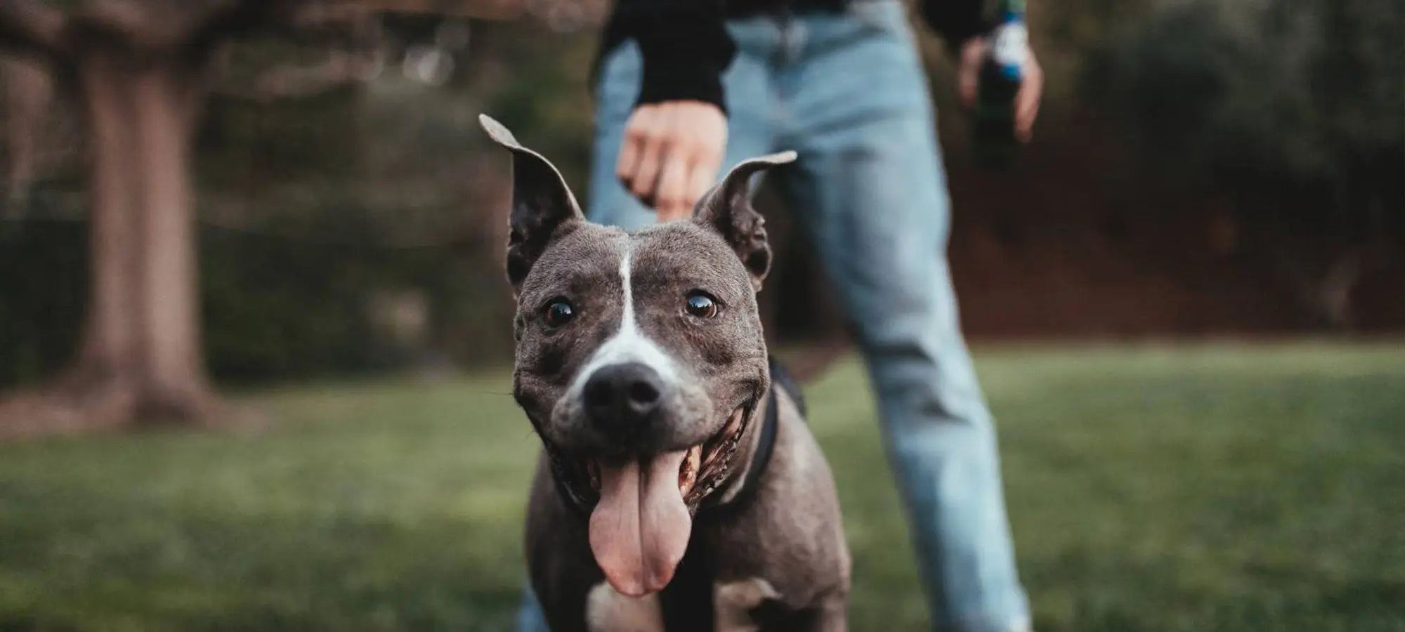 Le CBD pour les animaux face au lymphome - Mon Petit Herbier