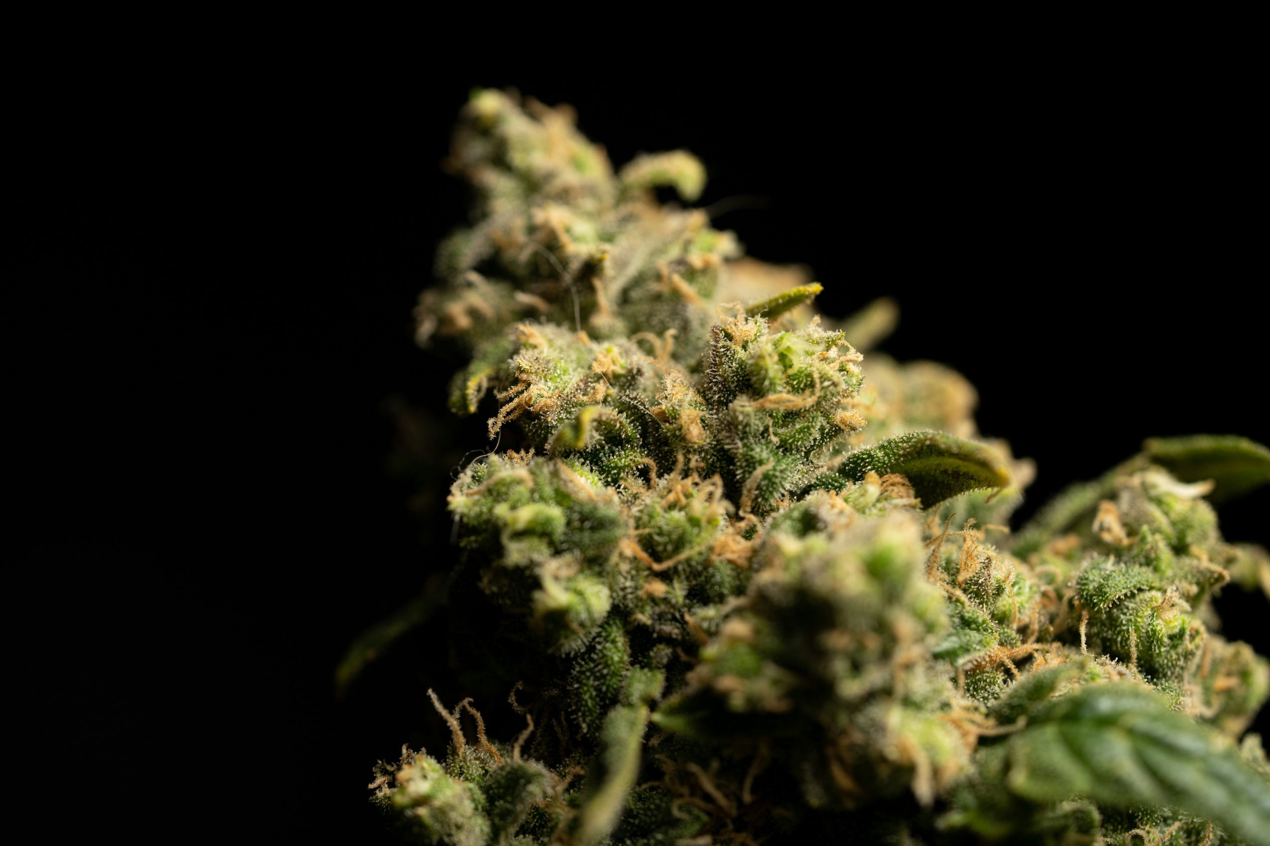 CBD : quelle forme est la plus efficace ?  - Mon Petit Herbier