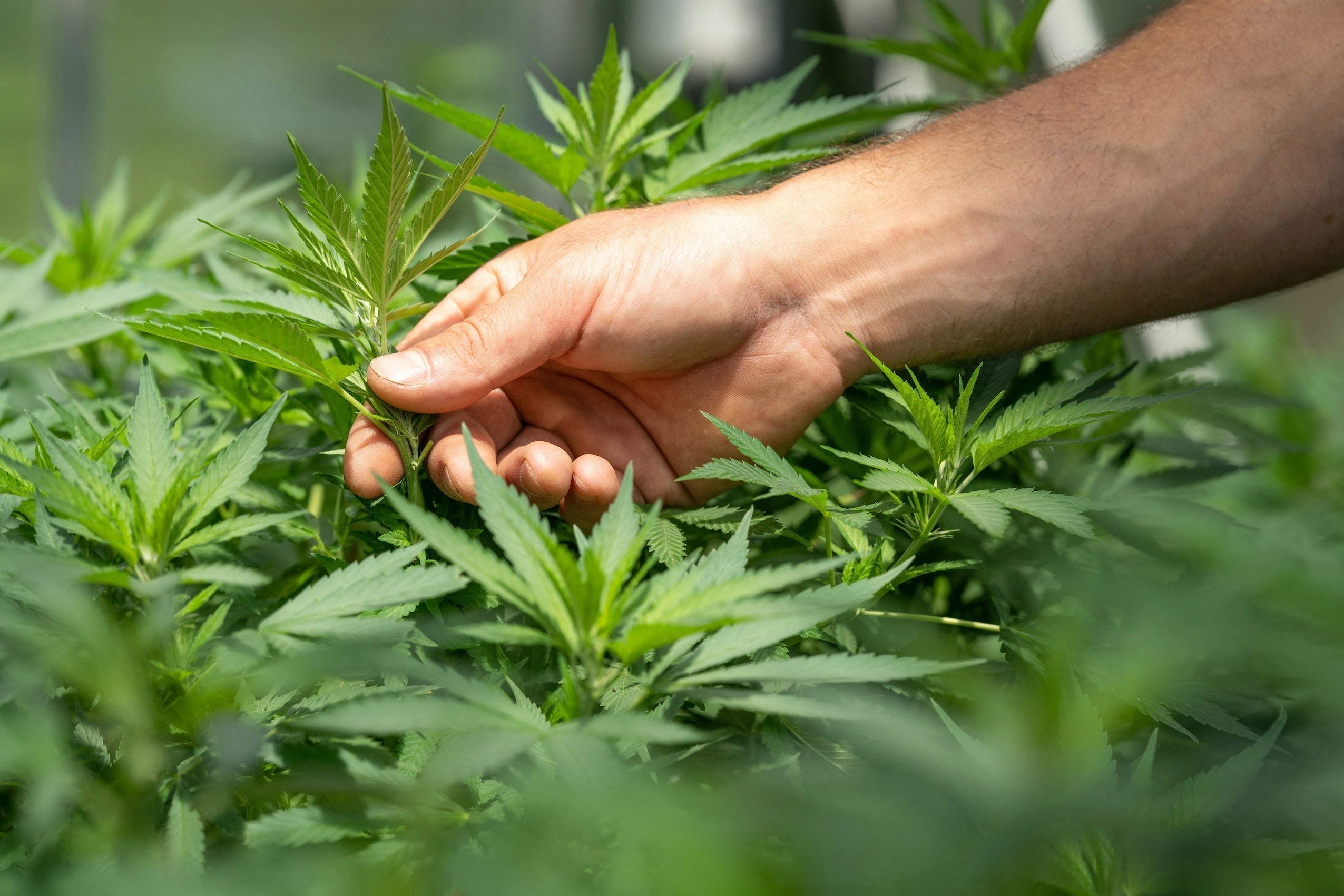En quête d'effets immédiats : sous quel délai agit le CBD ? - Mon Petit Herbier