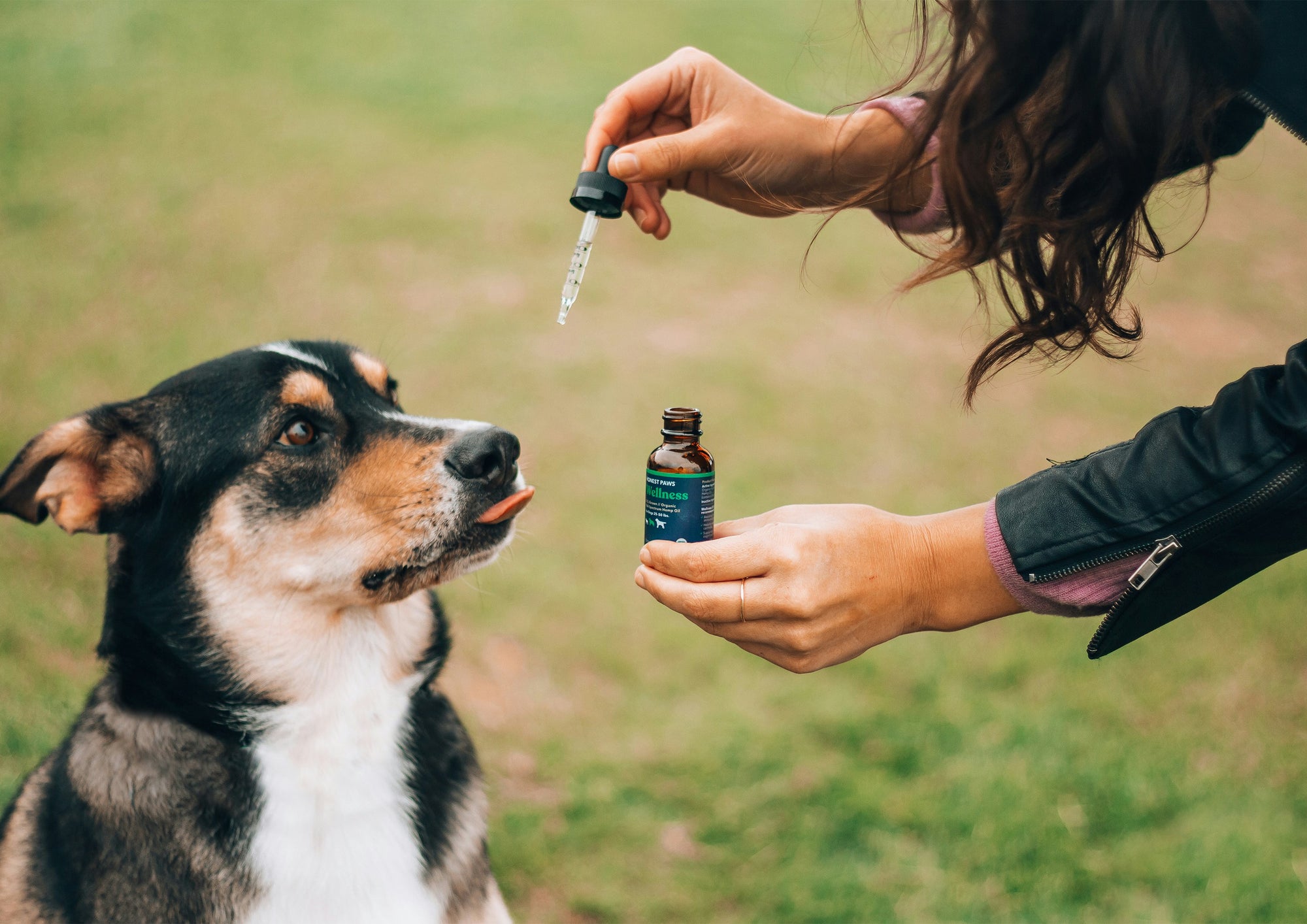 Découvrez le dosage parfait de CBD pour votre chien! - Mon Petit Herbier