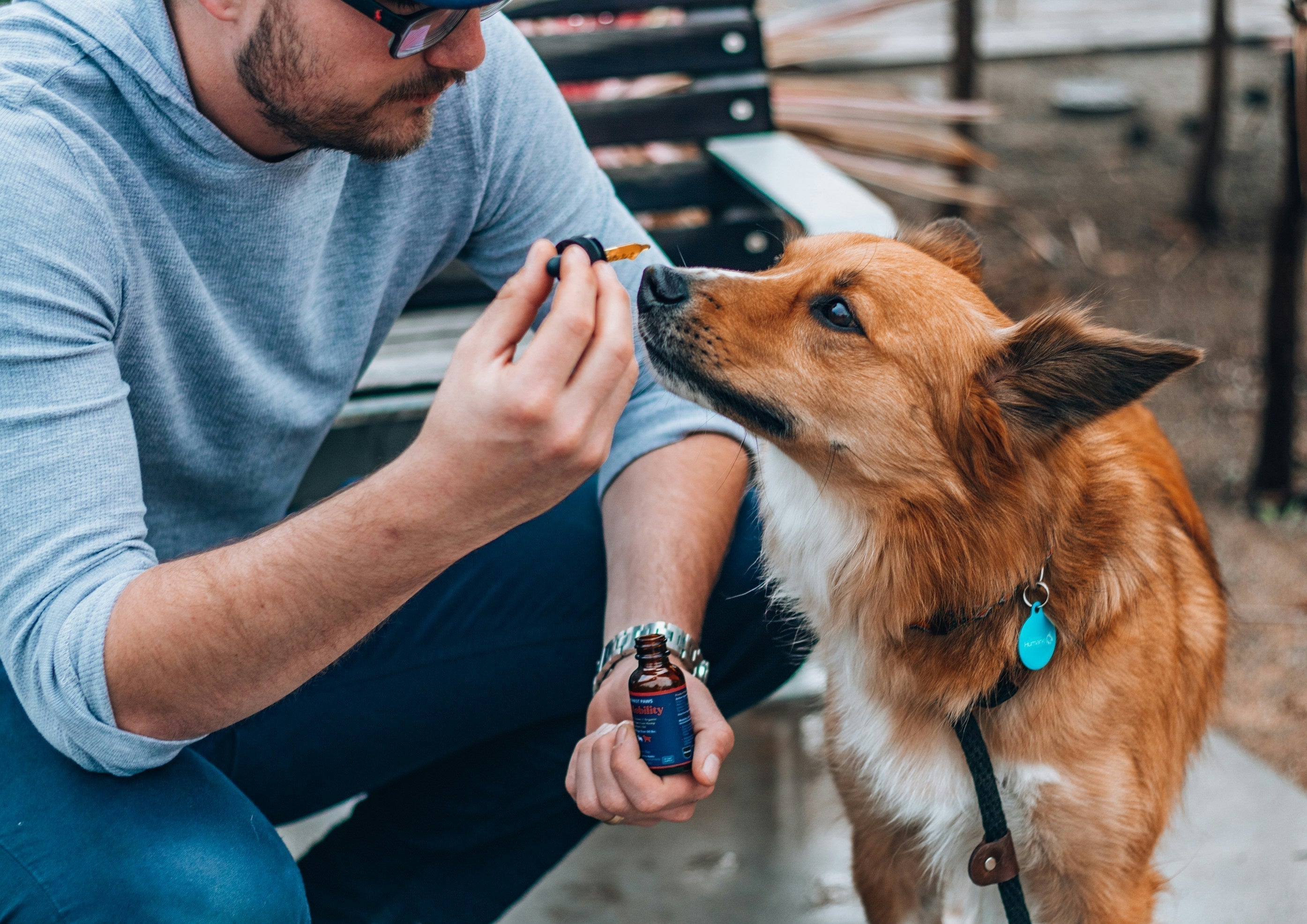 Les bienfaits du CBD pour animaux - Guide complet - Mon Petit Herbier