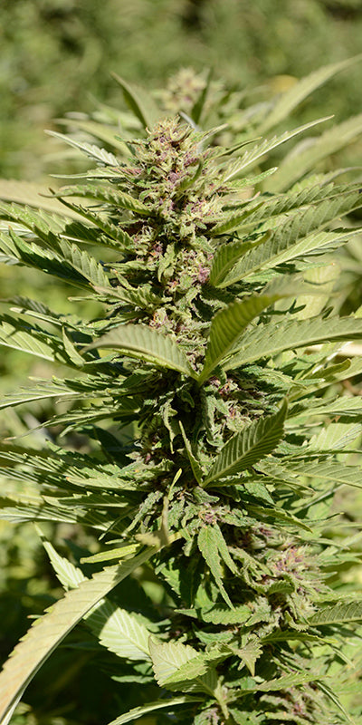 Fleurs CBD Puissantes