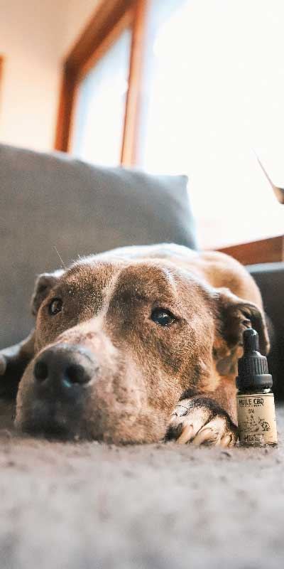 Huiles CBD pour Animaux - Mon Petit Herbier