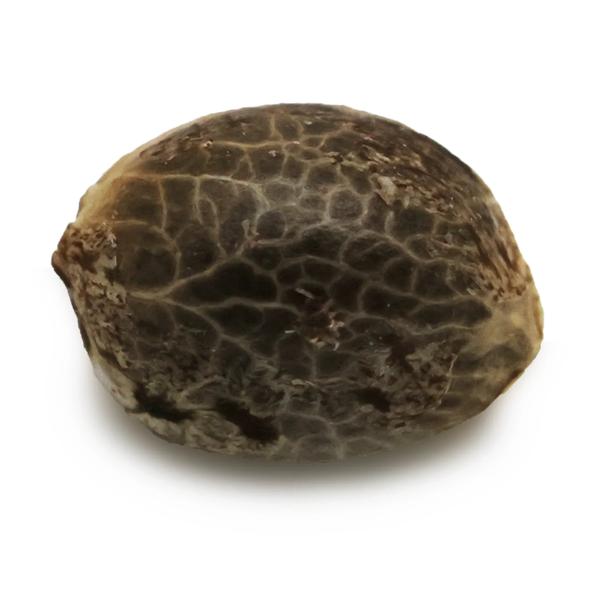 Graine CBD - Peach Buddha - Mon Petit Herbier