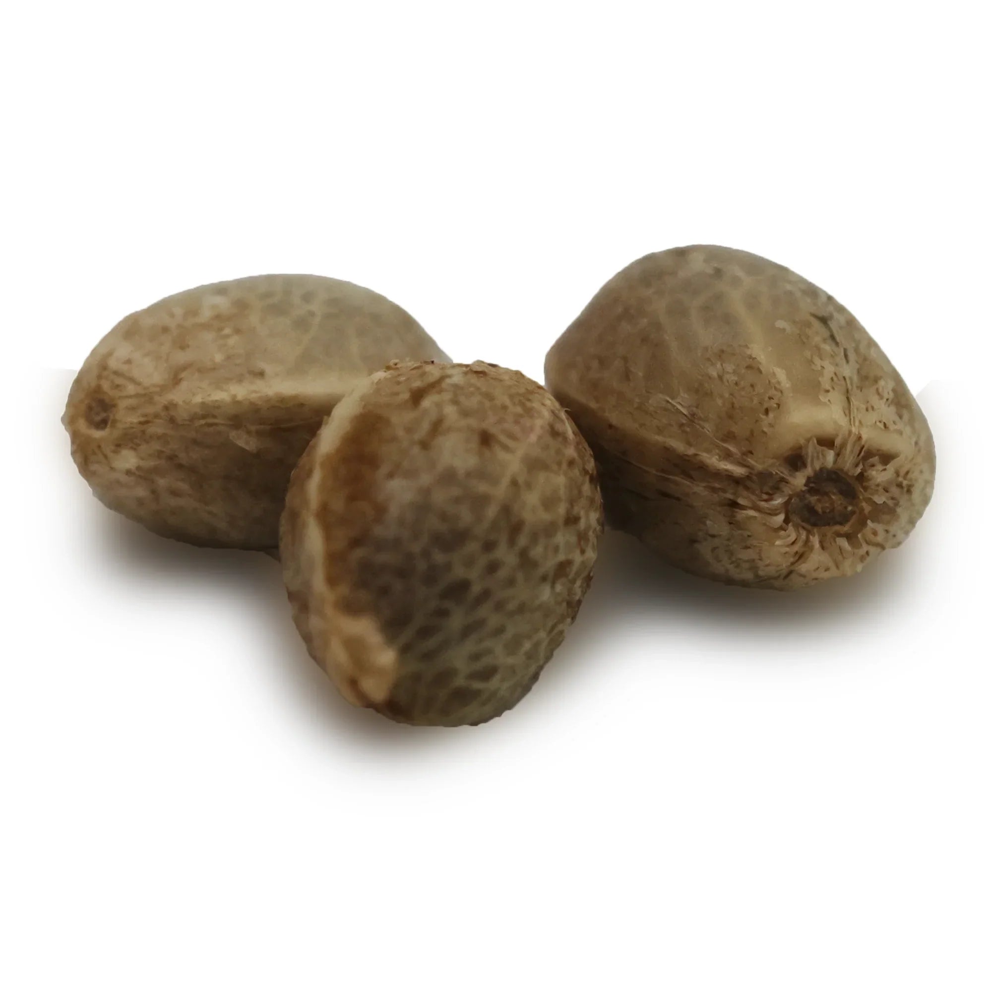 3 Graines CBD - Peach Buddha - Mon Petit Herbier