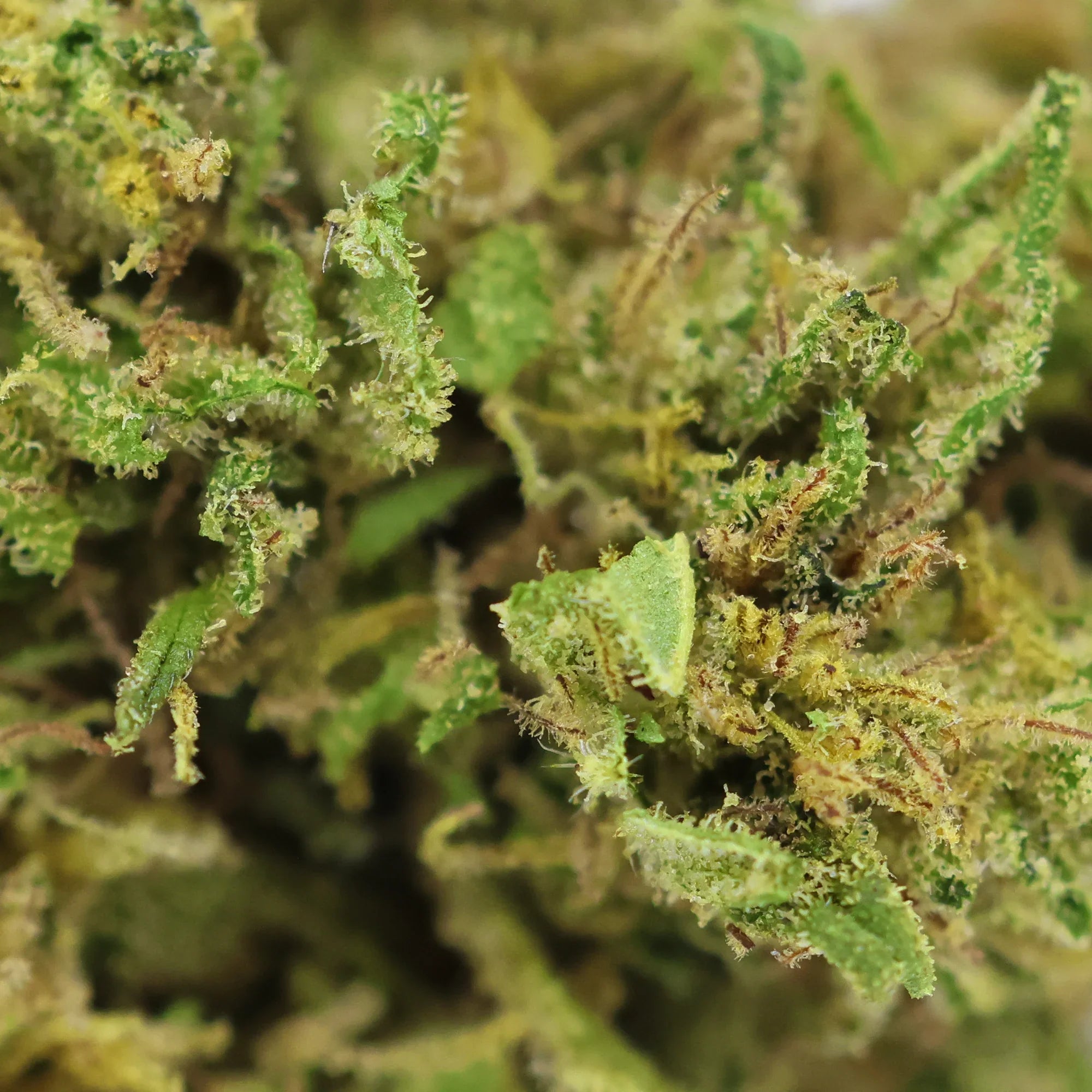 Fleur CBD Berry Buddha zoom - Green House