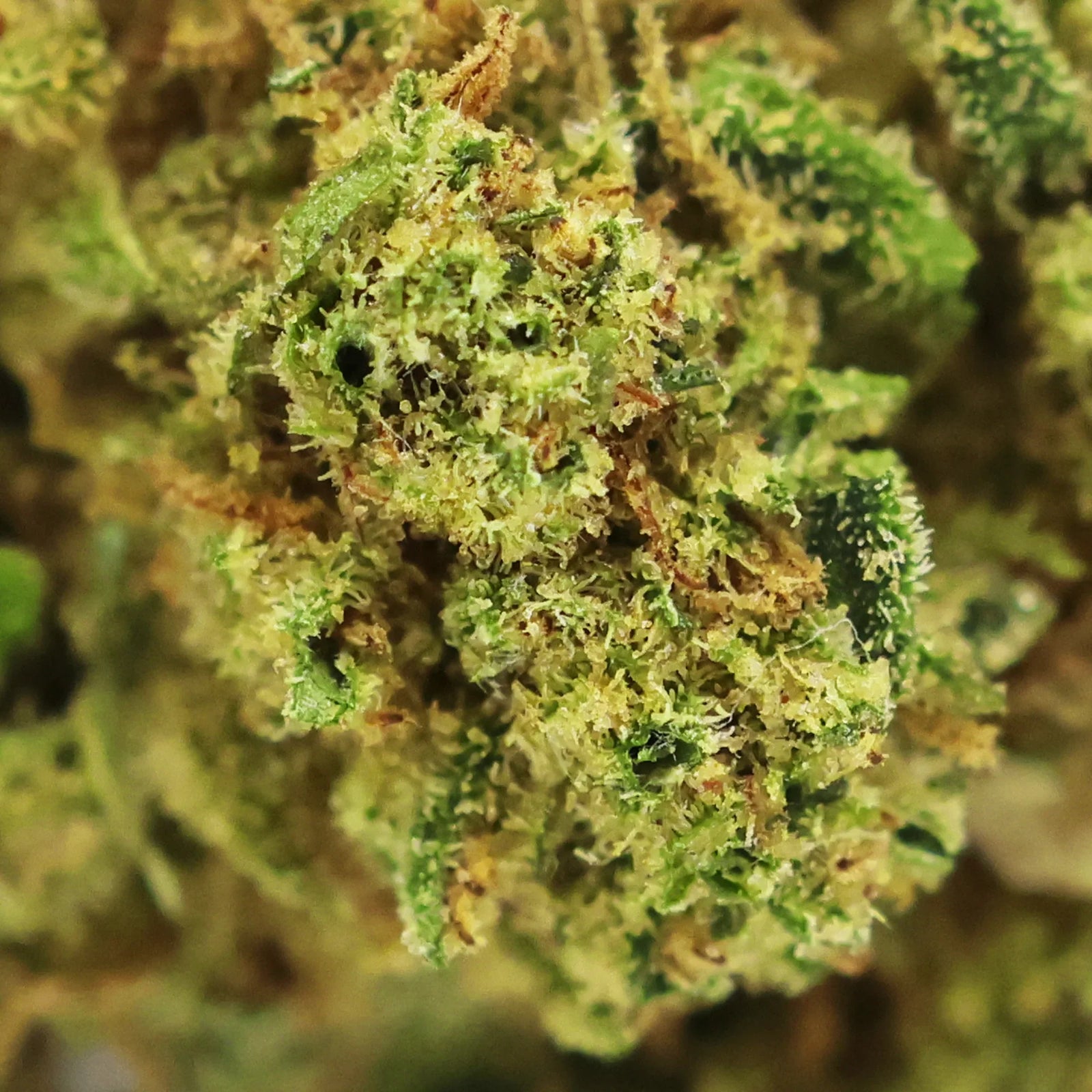 Fleur CBD Peach Buddha zoom - Green House - Mon Petit Herbier