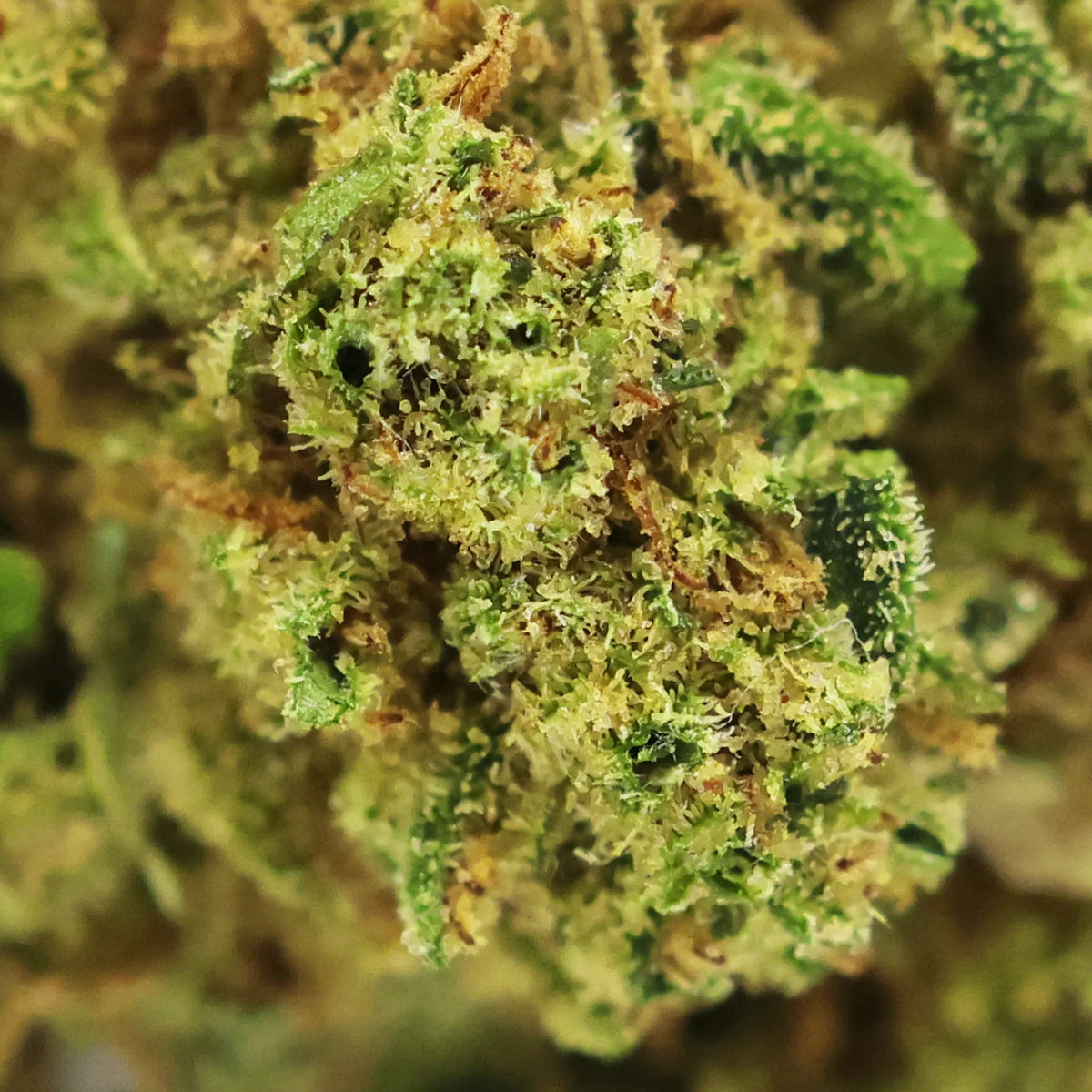 Fleur CBD Peach Buddha zoom - Green House - Mon Petit Herbier