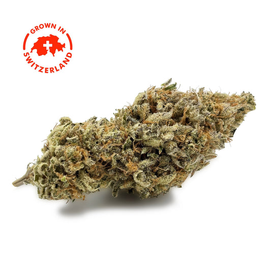 Fleur CBD 18% Dark Saphir en Vrac - Indoor - Mon Petit Herbier