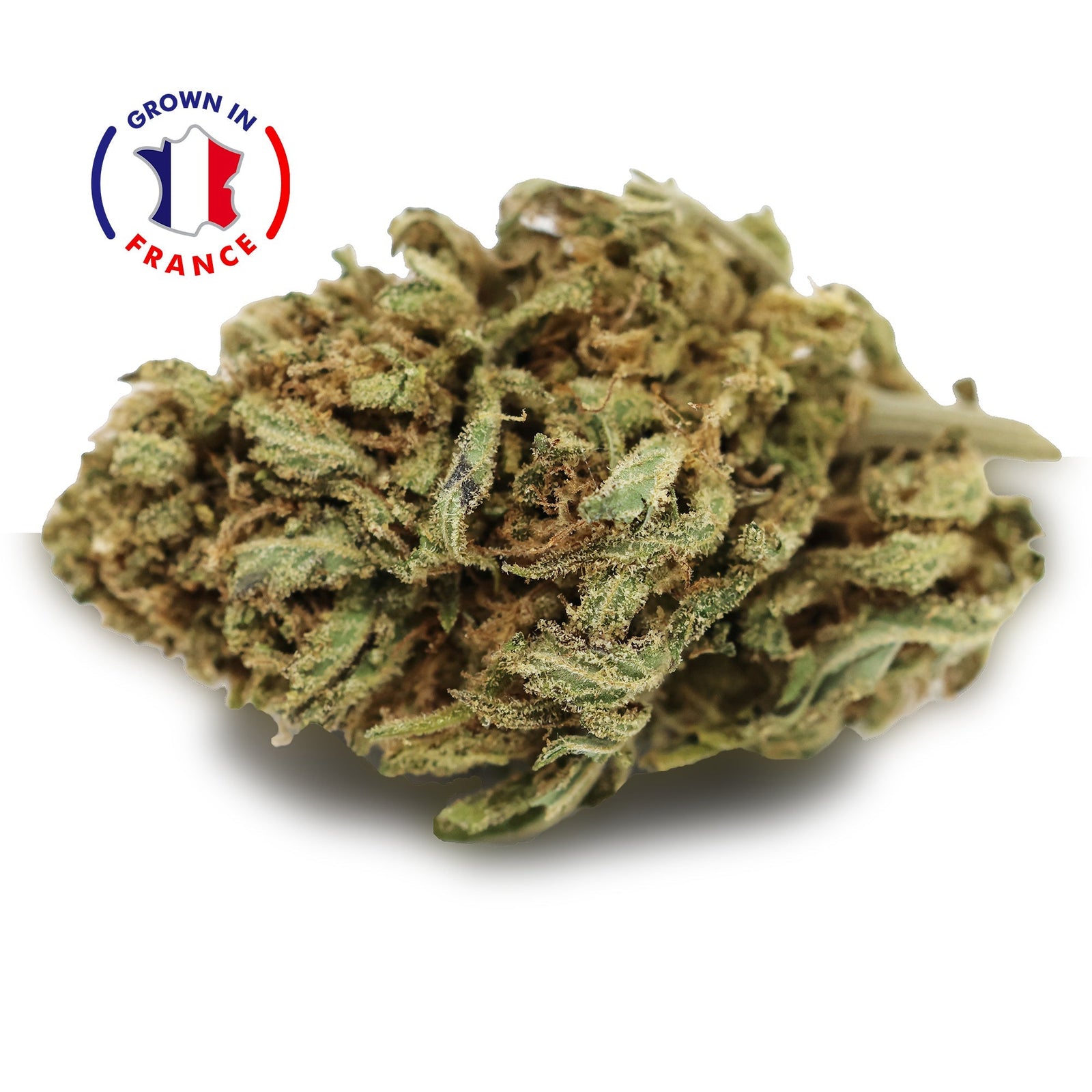 Zoom Fleur CBD Blue Lavande en Vrac - Green House