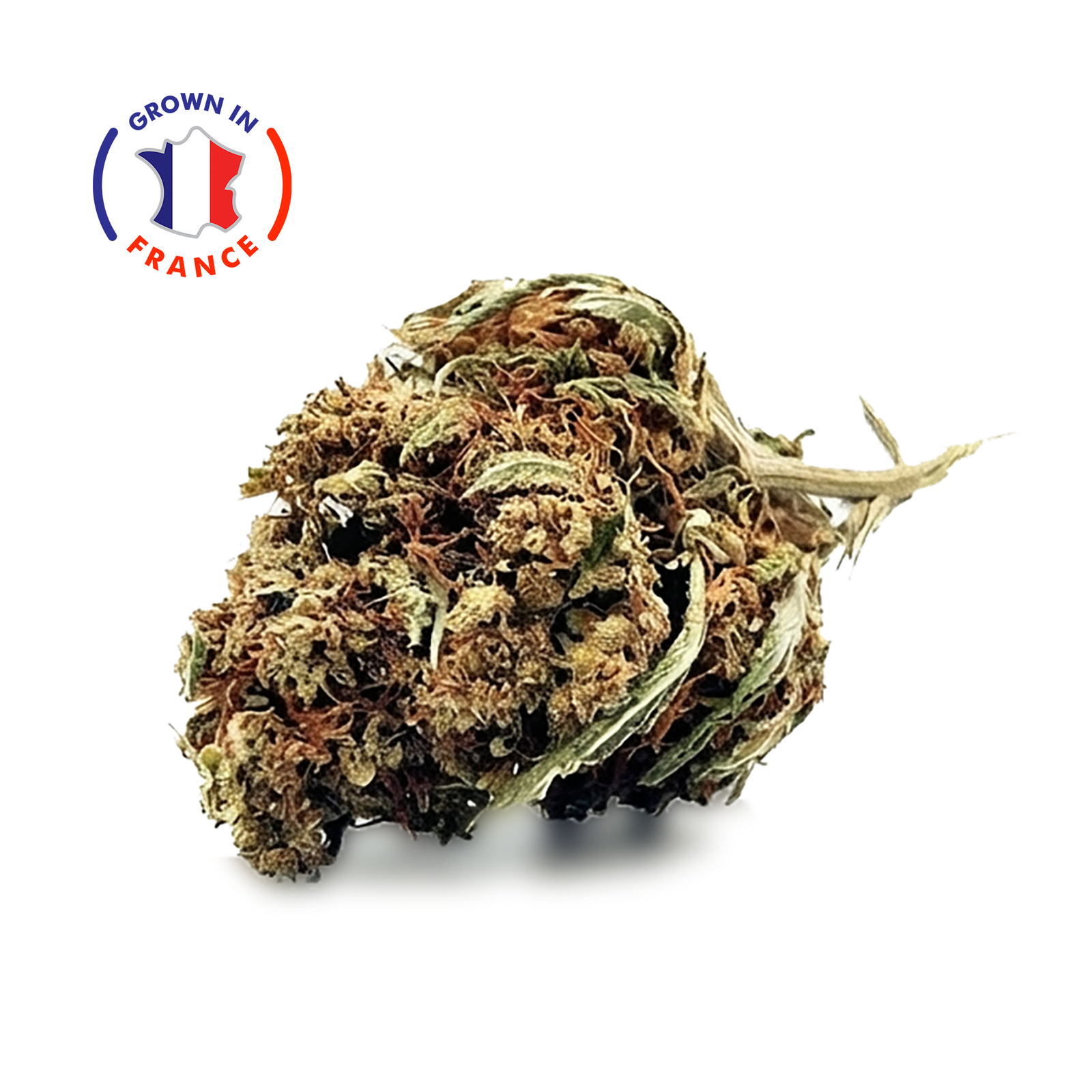 Zoom Fleur CBD Magistra Bio en Vrac - Green House - Mon Petit Herbier