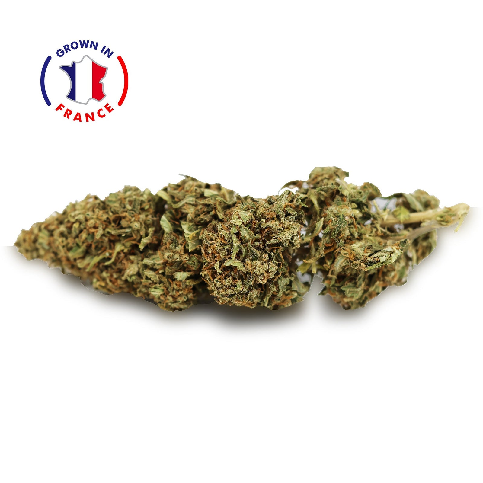 Zoom Fleur CBD Mango en Vrac - Green House