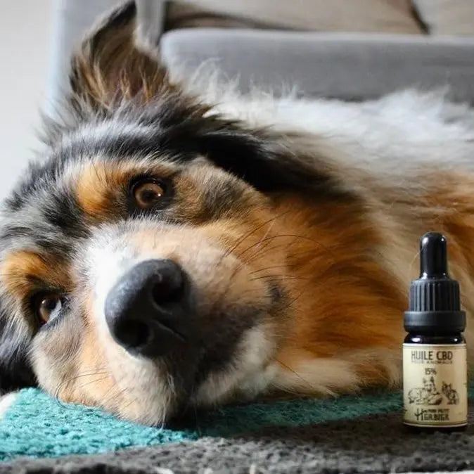 Huile CBD Pour Animaux 15% avec un chien - Mon Petit Herbier