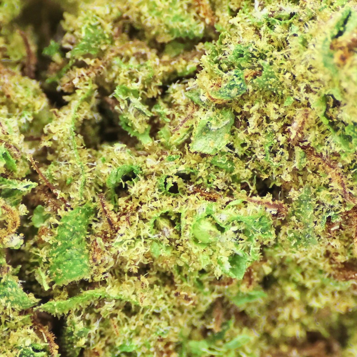 Fleur CBD Tropicana en Vrac - Indoor - Mon Petit Herbier