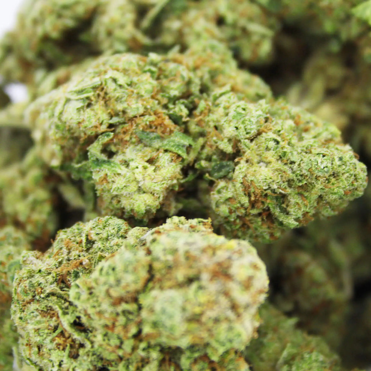 Fleur CBD 5% White Shark en Vrac - Indoor Hydro - Mon Petit Herbier