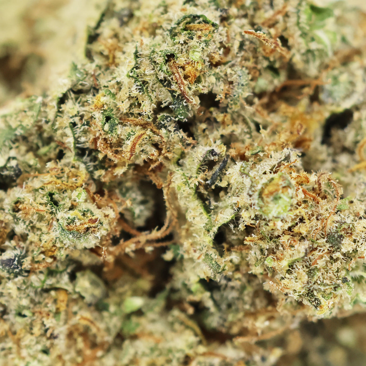 Zoom Fleur CBD Lemon Grace en Vrac - Indoor