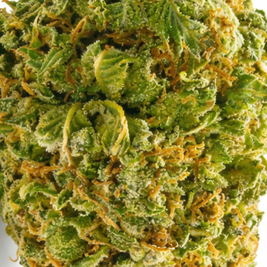 Zoom Fleur CBD Royal Cheese en Vrac – Indoor