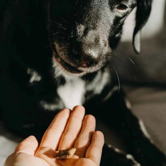 Chien + Friandise CBD pour Chiens - Truffe délice - Mon Petit Herbier
