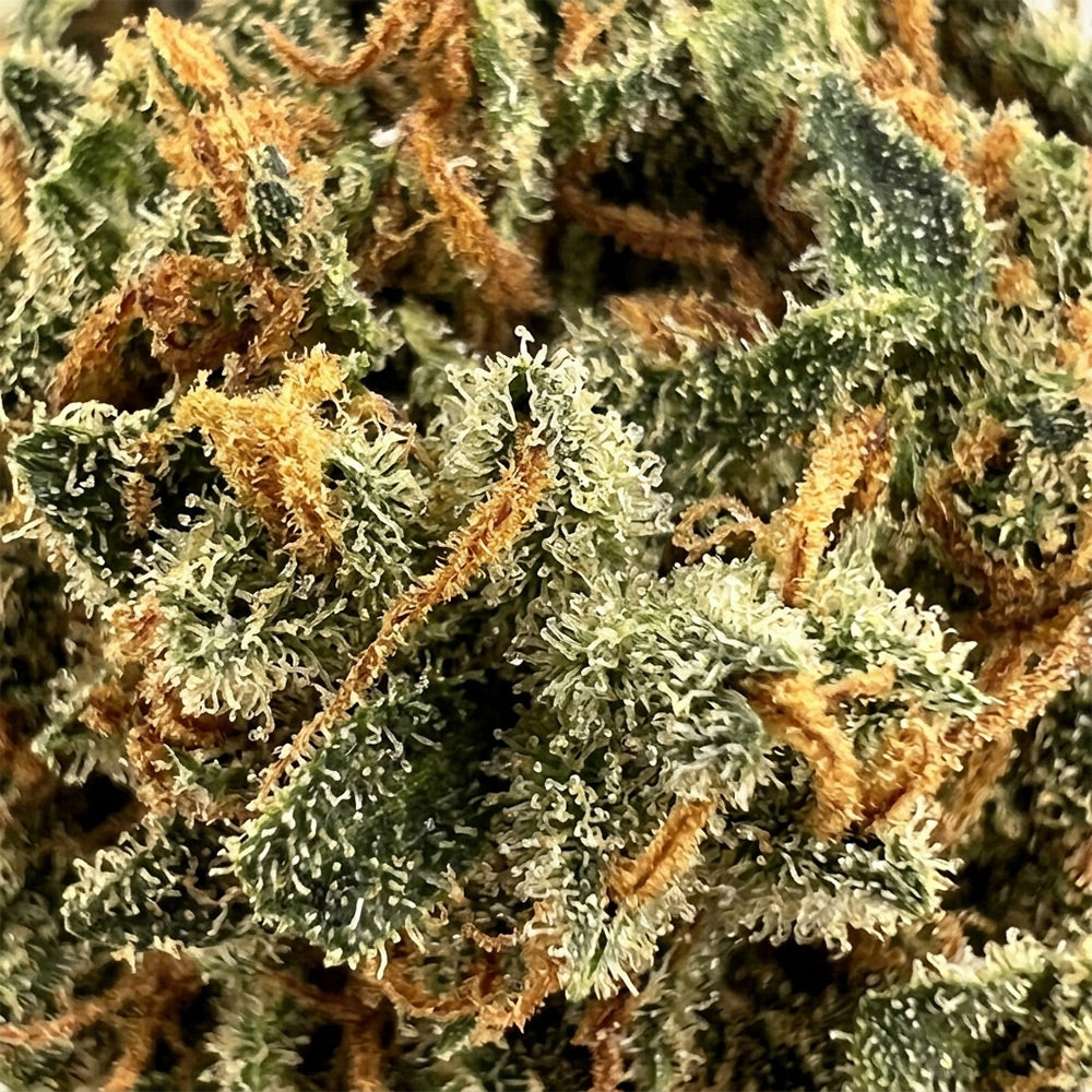Fleur CBD Green Poison – Green House